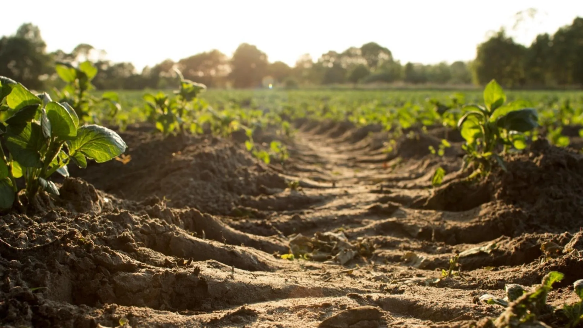 How regenerative farming helps lower carbon emissions 