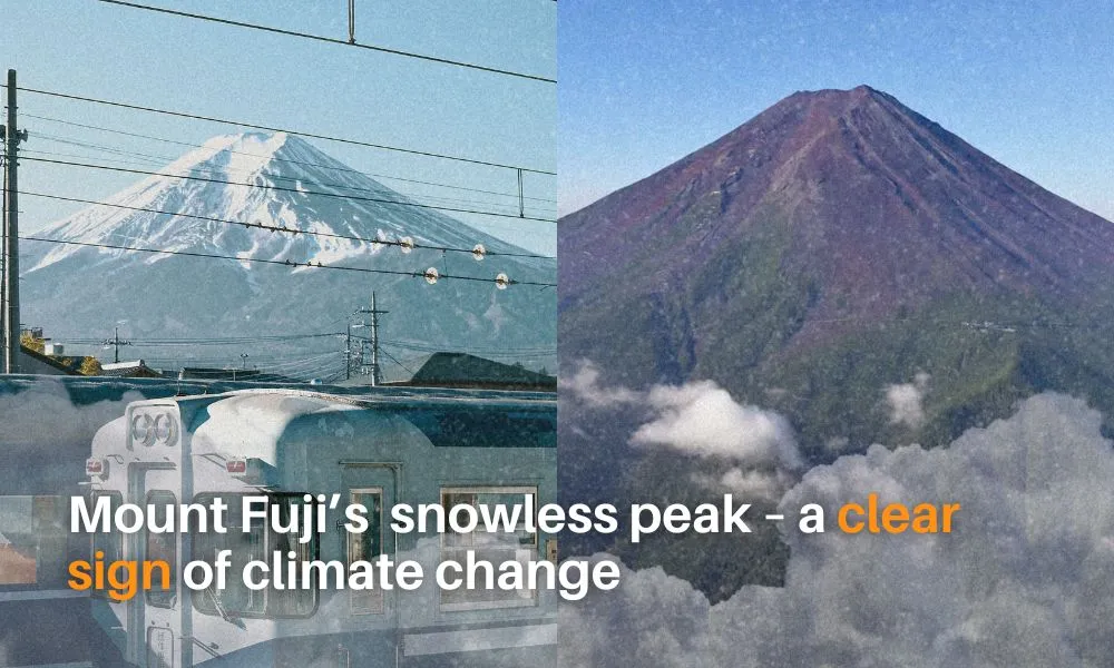 image of article title Mount Fuji’s snowless peak – a clear sign of climate change with background image of Mt Fuji before and after